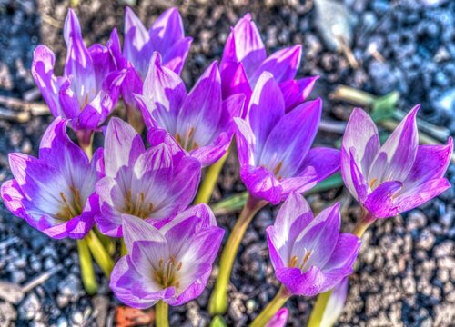 耧斗菜是多年生还是一年生