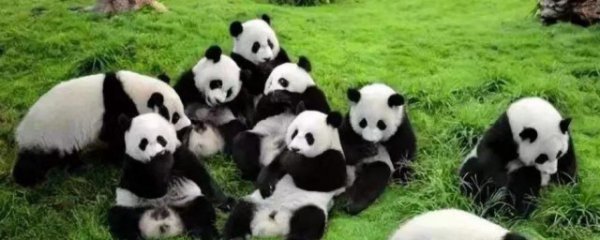 大熊猫寿命一般是多少