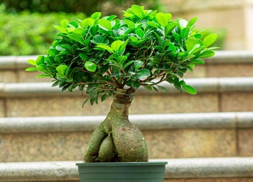 榕树的寓意及象征意义