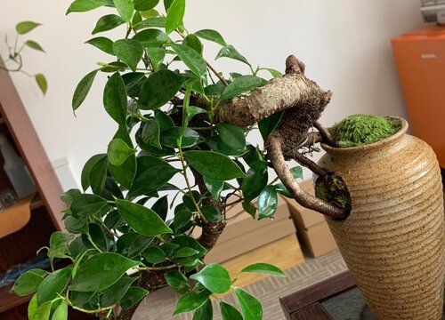 榕树的寓意及象征意义