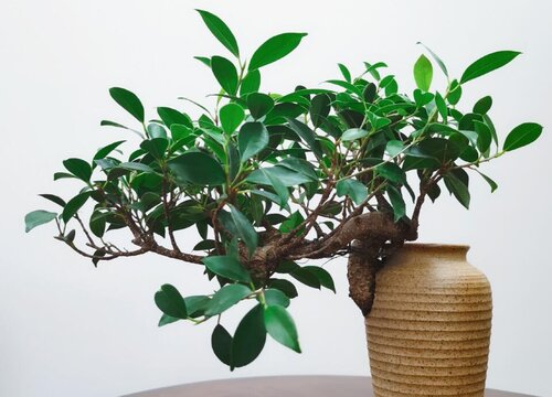 榕树的寓意及象征意义