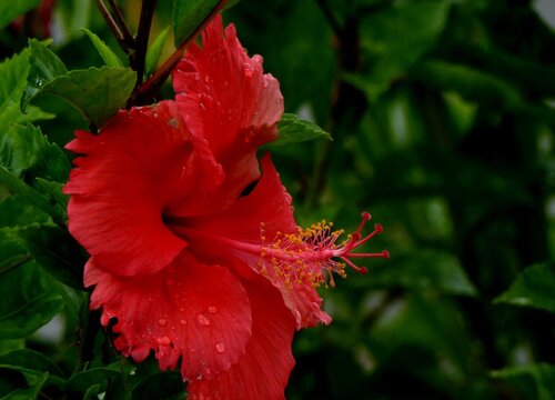 桑叶牡丹的养殖方法和注意事项有哪些