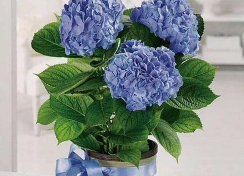 无尽夏上盆方法与步骤