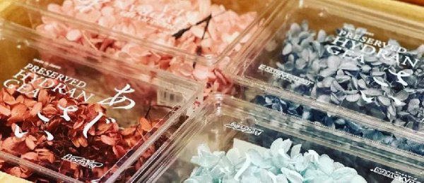 永生花独角兽寓意