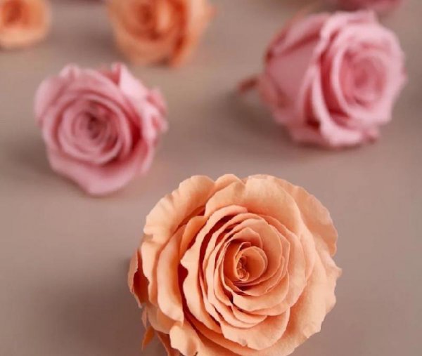 永生花独角兽寓意