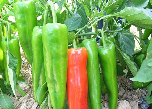 辣椒是热带作物吗