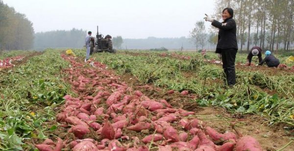 红薯怎么施肥能达到高产