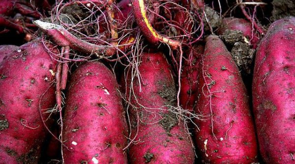 红薯怎么施肥能达到高产