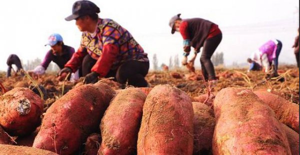 红薯怎么施肥能达到高产