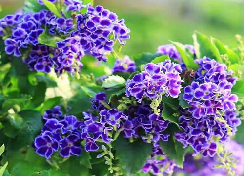 巧克力花耐寒多少度