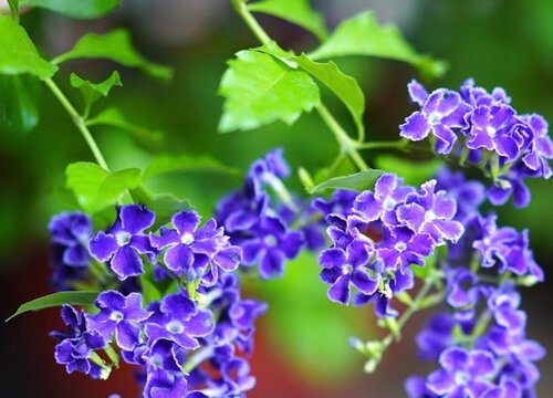 巧克力花耐寒多少度