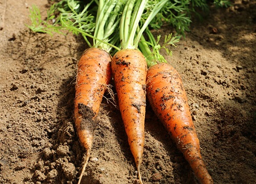 胡萝卜几月什么时候种植最好