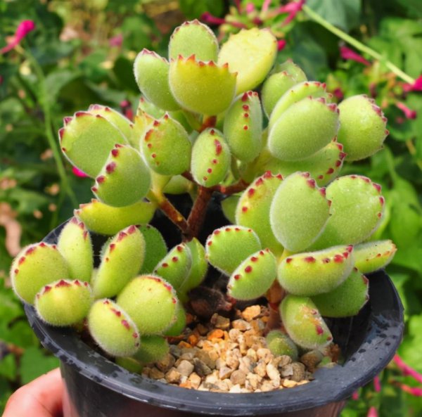 熊童子喜阴还是喜阳