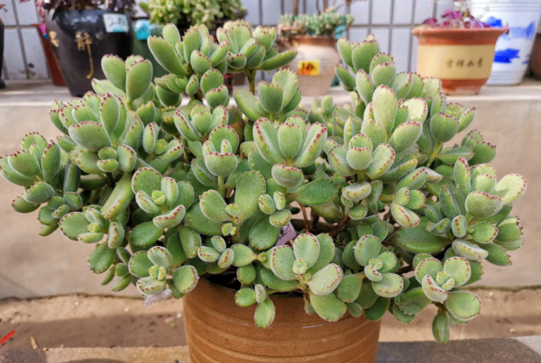 熊童子喜阴还是喜阳