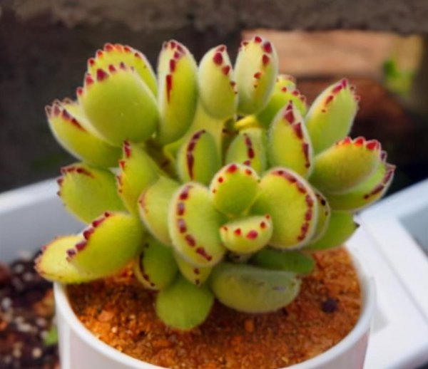 熊童子喜阴还是喜阳