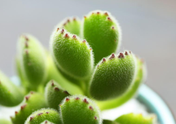 熊童子喜阴还是喜阳