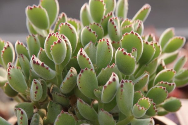 熊童子喜阴还是喜阳