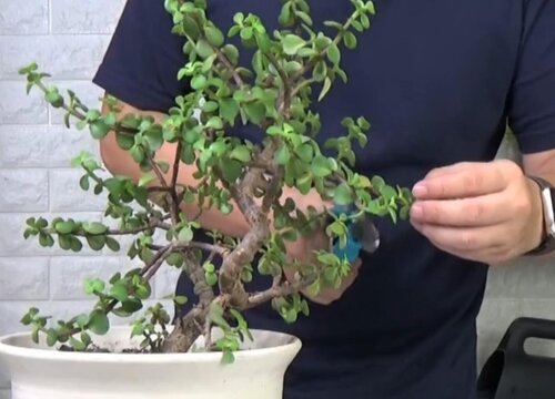 修剪对于养花的好处