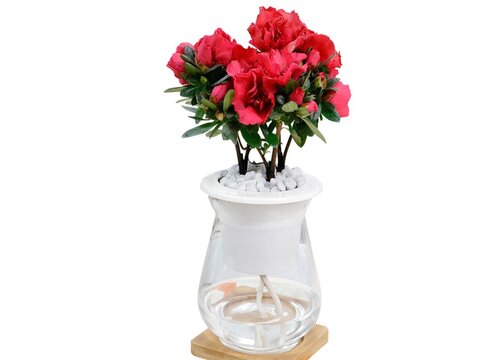 杜鹃花几天浇一次水比较好