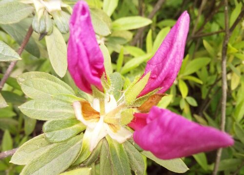 杜鹃花几天浇一次水比较好