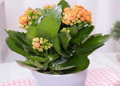 长寿花怎么养护轻轻松松长满芽