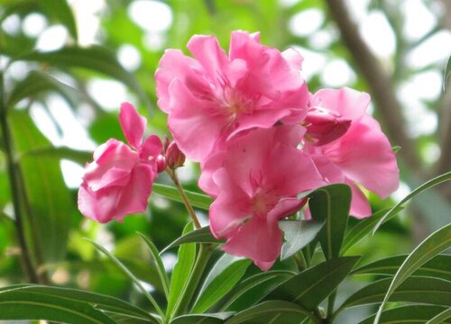 夹竹桃使人中毒的方式