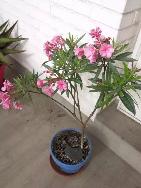 夹竹桃使人中毒的方式