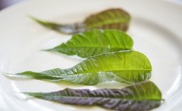 香椿焯水后要过冷水吗