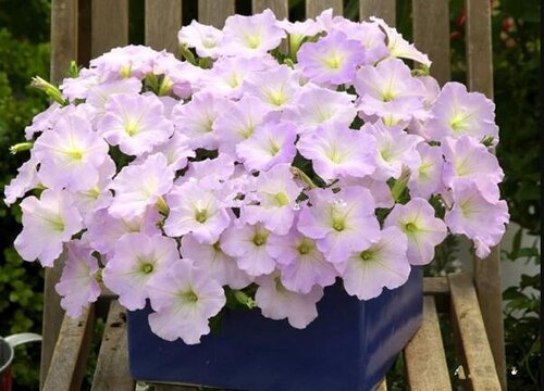 三四月份适合种什么花草