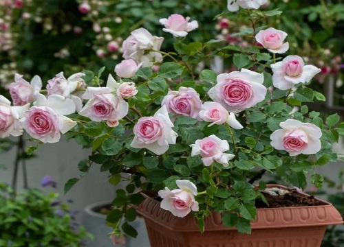 三四月份适合种什么花草