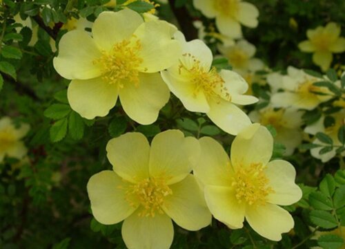 黄刺玫花期是什么时候