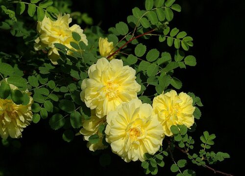 黄刺玫花期是什么时候