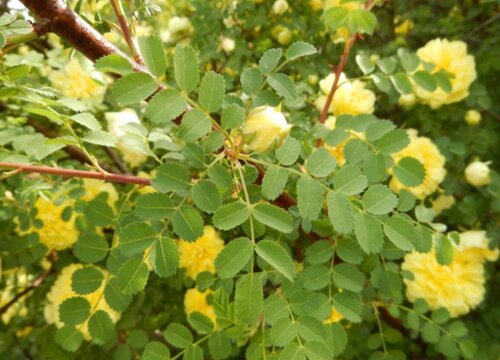 黄刺玫花期是什么时候
