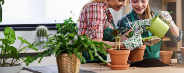 办公室放什么植物旺财好养