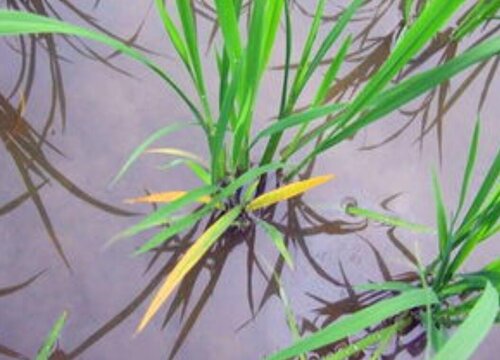 水稻病虫害综合防治技术与措施