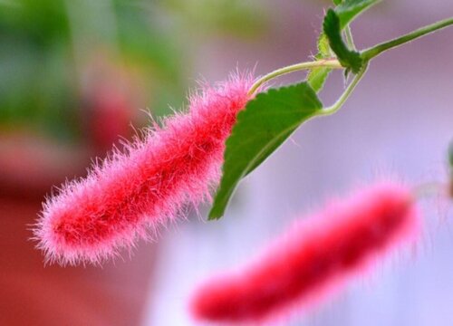 毛毛虫花怎么养才开花