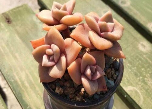 多肉控养是少浇水多晒太阳吗