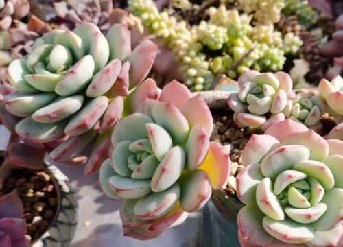 多肉控养是少浇水多晒太阳吗