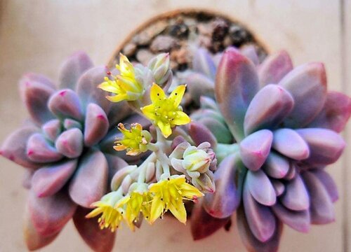 多肉控养是少浇水多晒太阳吗