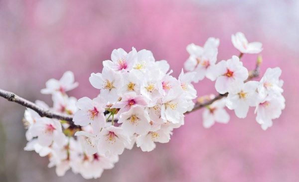 樱花香味是什么味道