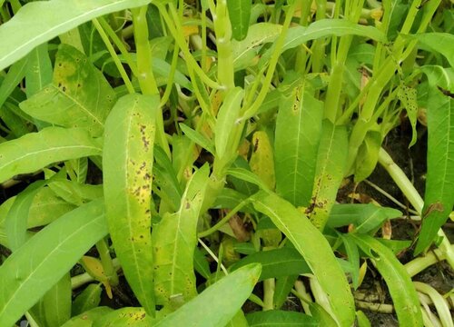 空心菜下面的叶子发黄是什么病