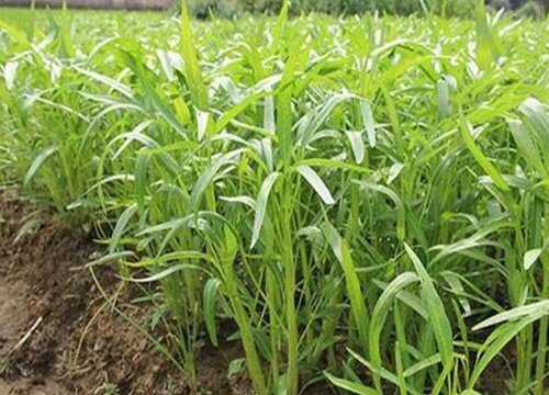 空心菜下面的叶子发黄是什么病