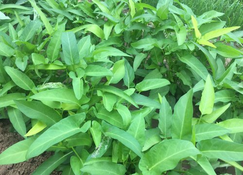 空心菜下面的叶子发黄是什么病