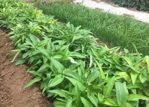 空心菜下面的叶子发黄是什么病