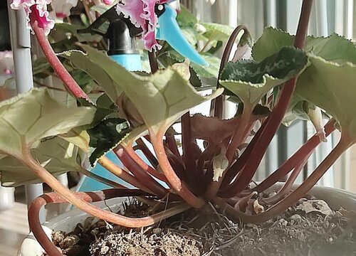 仙来客花怎么分盆