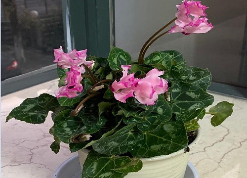 仙来客花怎么分盆