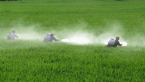 水稻早衰有哪些症状表现
