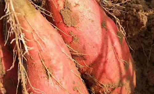 种红薯怎么种才能结薯多高产量