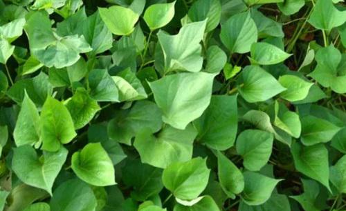 种红薯怎么种才能结薯多高产量