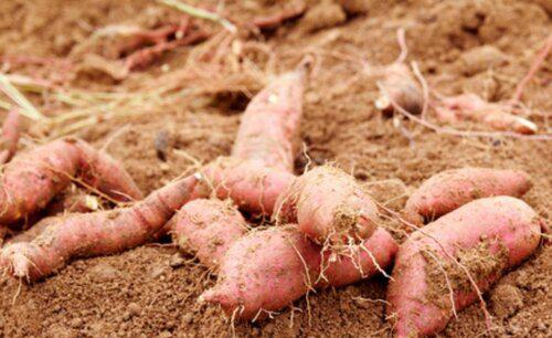 种红薯怎么种才能结薯多高产量